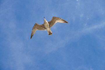 Seagull flying in the sky over the Baltic Sea in Zingst.