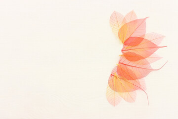 Colorful transparent and delicate skeleton leaves over wooden white background