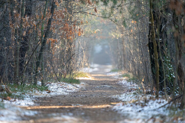 ścieżka leśna w zimowym lesie, zbliżenie