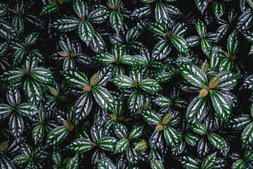 Naklejka na ściany i meble Beautiful nature pattern from green tropical devil ivy leaves texture with unique white pattens on cinematic scene for aesthetic and exotic background or wallpaper