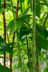 Green nature tropical mini bamboo plant with blurry and soft focus background for exotic asian...