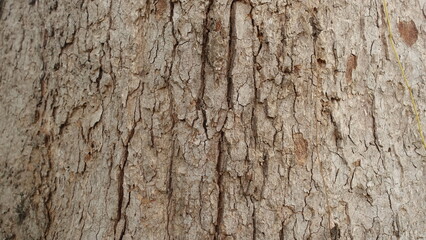 old wood texture