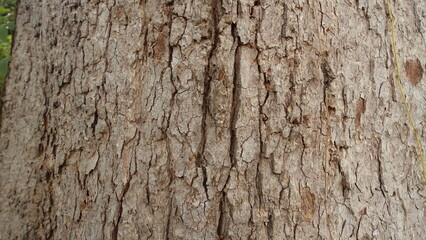 bark of a tree