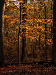 Orange leaves on a tree on a sunny fall day in the Palatinate forest of Germany.