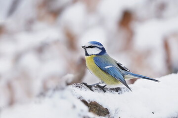 Winter scene with a cute blue tit. Wildlife scene with a song bird. Cyanistes caeruleus