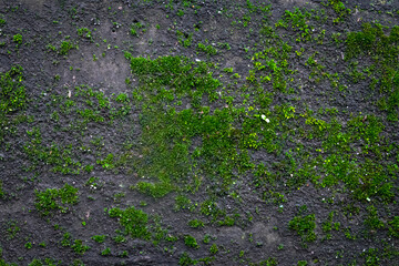 texture of green moss stick on the dark stone for nature background or wallpaper