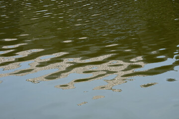 reflect in the water