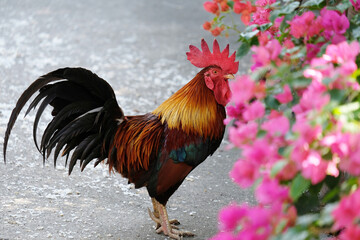 rooster in the farm