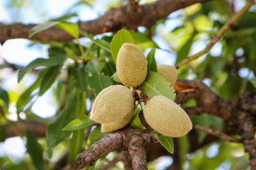 Unripe berries apricots on a tree branch. Green shaggy fruits.