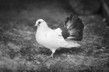 Monochrome photo of a pigeon in the park in winter