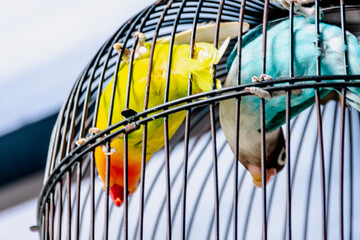 Couple of colorful love birds make a same move on black iron cage