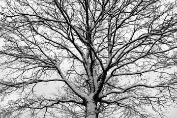 Treetop frosted with snow from frog perspective. Branches, twigs and trunk of young tree contrasting with white covering on a winters day in Sauerland Germany. Black and white greyscale pattern.