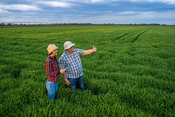 Naklejka na ściany i meble Two generations farmers are standing in their barley field and examining crops.