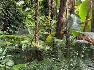 Beautiful green exotic plants in a tropical greenhouse.