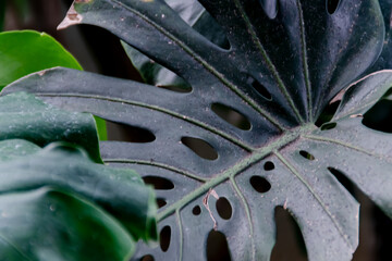 Fototapeta na wymiar tropical big monstera leaf texture with holes texture