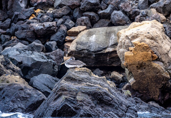 small Galapagos bird on a branch in natural conditions