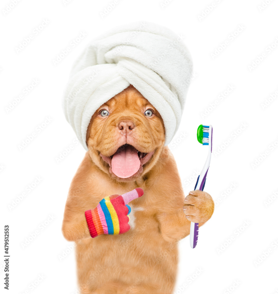 Poster Mastiff puppy with towel on it head  points on toothbrush with toothpaste. isolated on white background