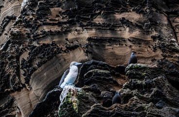 blue-footed Galapagos boobies close-up on the background of wild rocks in the sea