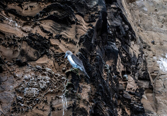 blue-footed Galapagos boobies close-up on the background of wild rocks in the sea