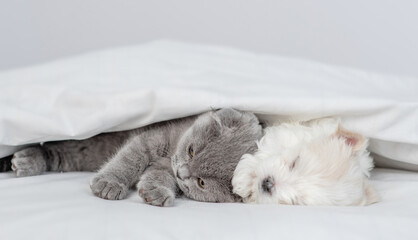 Tiny white Maltese puppy and fold kitten sleep together under warm blanket on a bed at home