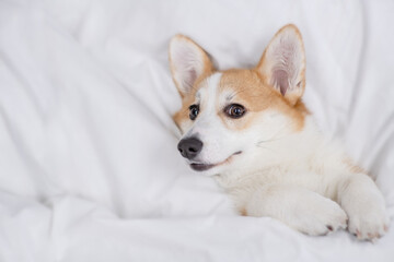 Welsh Corgi puppy sleeps under warm blanket on a bed at home. Top down view. Empty space for text