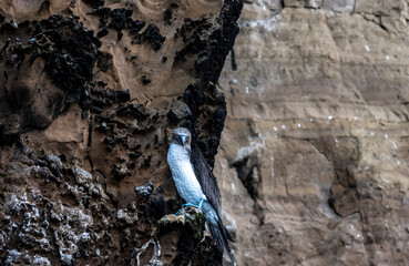 blue-footed Galapagos boobies close-up on the background of wild rocks in the sea