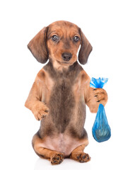 Dachshund puppy holds plastic bag. Concept cleaning up dog droppings. isolated on white background