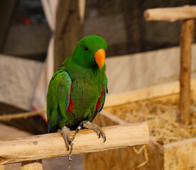 colorful parrot bird