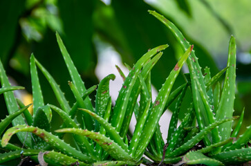 Close-up of fresh and green tropical aloe vera leaf nature plants with blurry and soft focus background for beauty cosmetic wallpaper