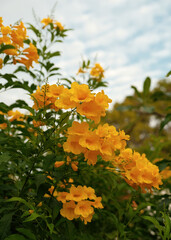 yellow flowers of ratchaphruek tree