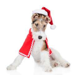 Wire-haired Fox terrier puppy wearing red christmas hat sits and looks at camera. isolated on white background