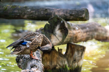 wild duck on a tree on a warm summer day. bird species.