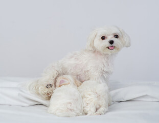 Maltese dog feeding her puppies on a bed at home