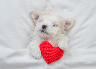 Cute Maltese puppy sleeps on a bed at home with red heart. Top down view