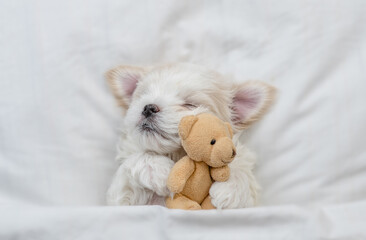 Cozy Maltese puppy sleeps on a bed at home and hugs favorite toy bear. Top down view