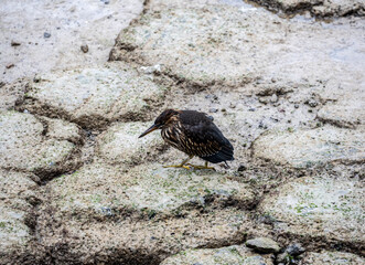 small Galapagos bird on a branch in natural conditions