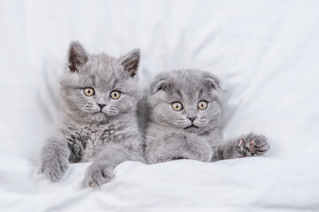Two playful kittens lying together  on a bed under warm white blanket.  Top down view