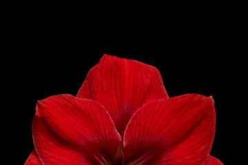 Red flower Amaryllis isolated on black background. For design. 