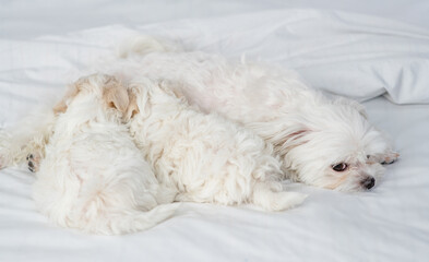 Maltese dog feeding her puppies on a bed at home
