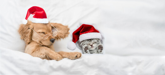 English Cocker Spaniel puppy  sleeps with cozy kitten  under warm  white blanket on a bed at home. Pets wearing red santa hats sleep together. Empty space for text