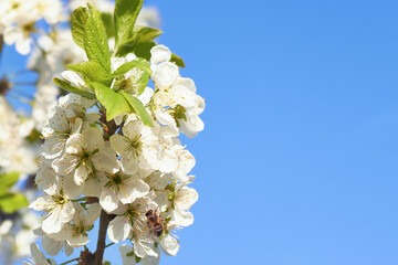 Bee on a blooming plum tree on a sunny spring day.