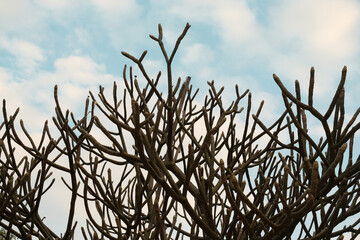 dry branch on blue cloudy sky