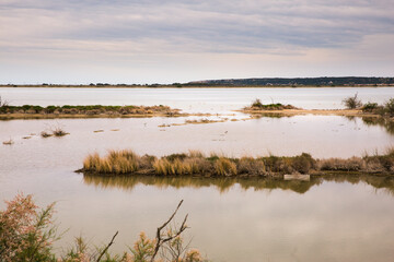 Wild Flamingos Roaming Free in Saint Lucie Regional Natural Reserve, Port-la-Nouvelle, France