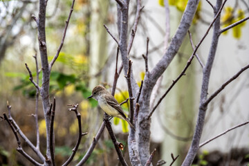 small Galapagos bird on a branch in natural conditions