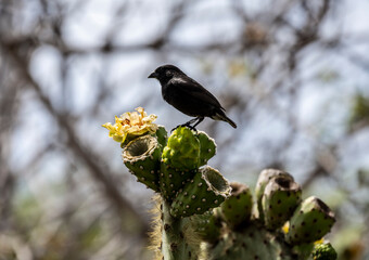 small Galapagos bird on a branch in natural conditions