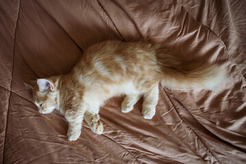 kitty cat munchkin fluffy, animal pet sleeping on the bed.