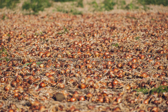 Large onion filed in autumn. Excavated onion crops on ground.