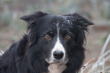 Kopfportrait von einem traurig guckenden Border Collie mit Eiskristallen auf seinem Kopf