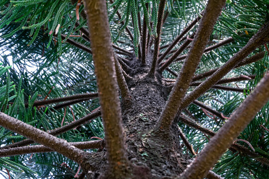 Pine