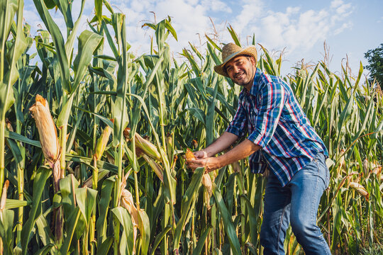 Happy farmer is examining his growing corn field.
